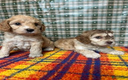 Cockapoo dogs for sale: Cockapoo puppies beautiful colours  - Image 5