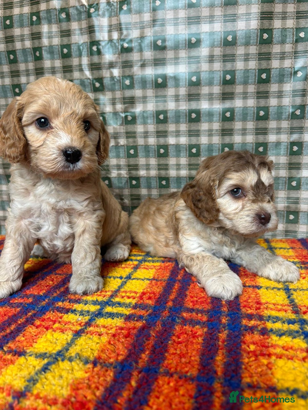 Cockapoo dogs for sale: Cockapoo puppies beautiful colours  - Image 5