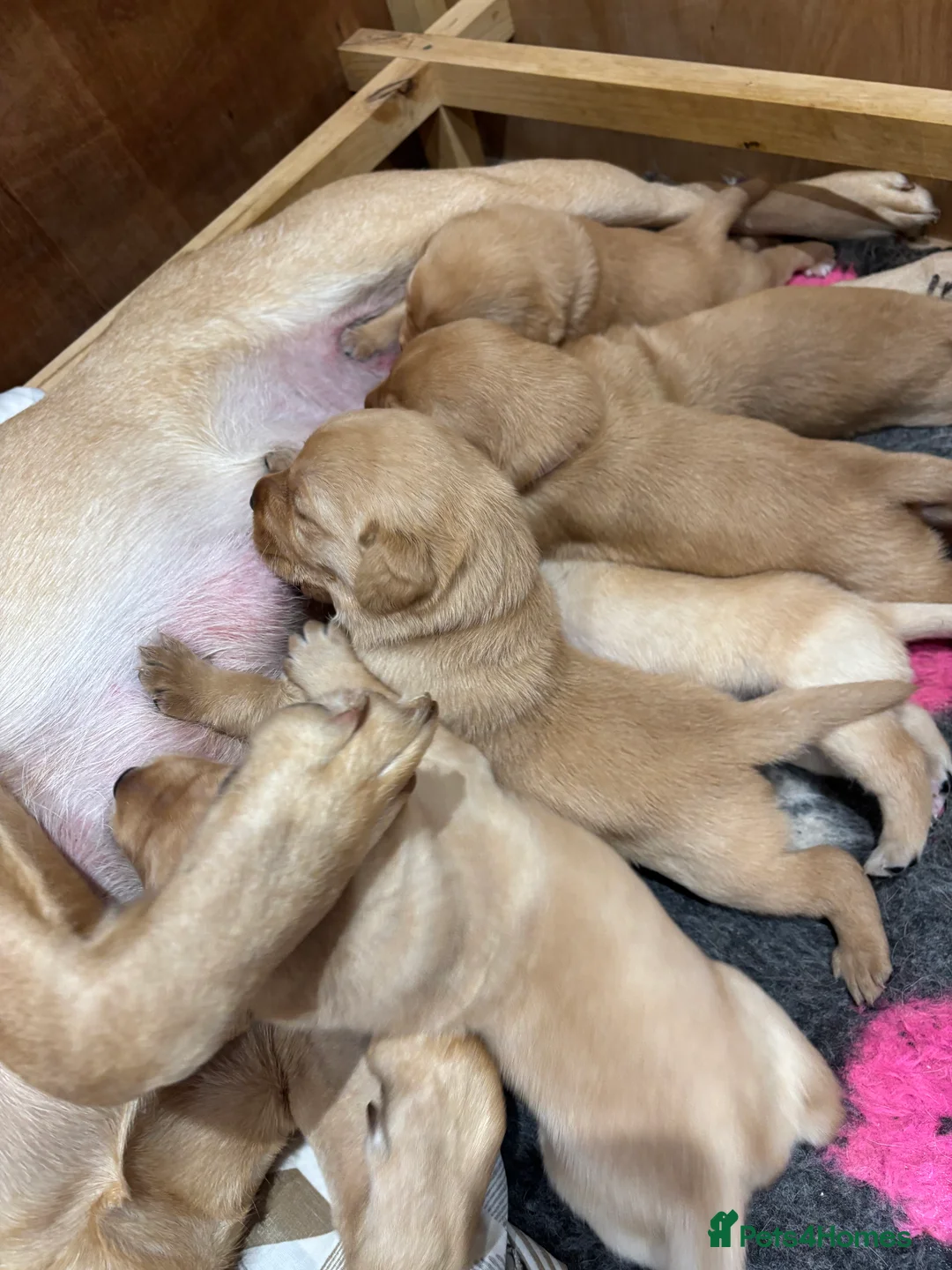 Labrador Retriever dogs for sale: Beautiful Labrador Puppies - Advert 3