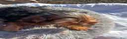 Yorkshire Terrier dogs for sale: Yorkshire terriers  - Advert 32