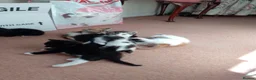 Mixed Breed cats for sale: Kittens from loving country cottage home - Advert 15