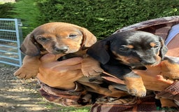 Dachshund dogs for sale: Dachshunds pure bred puppies for sale - Image 12