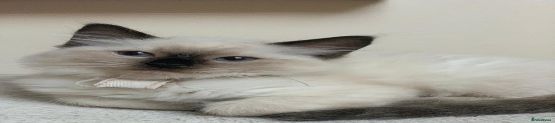 Ragdoll Kitten 6