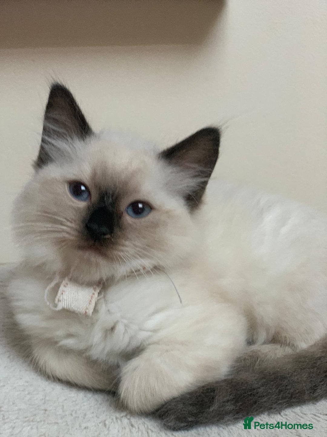 Ragdoll cats for sale: Ragdoll kittens  - Image 11