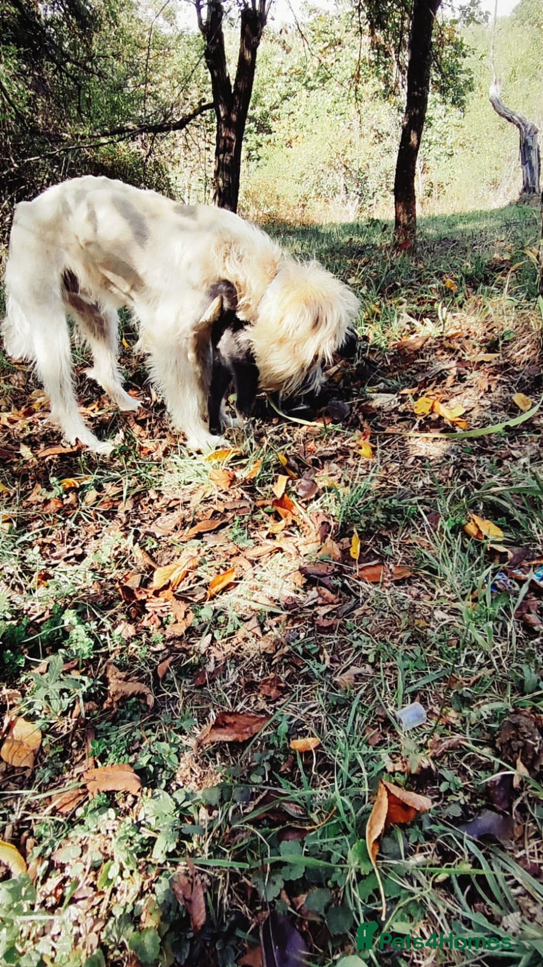 Mixed Breed dogs for adoption: Randolph, 2 - 3 yrs. Available for adoption. - Image 24