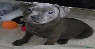 Staffordshire Bull Terrier dogs - Advert 4