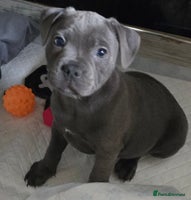 Staffordshire Bull Terrier dogs - Advert 5