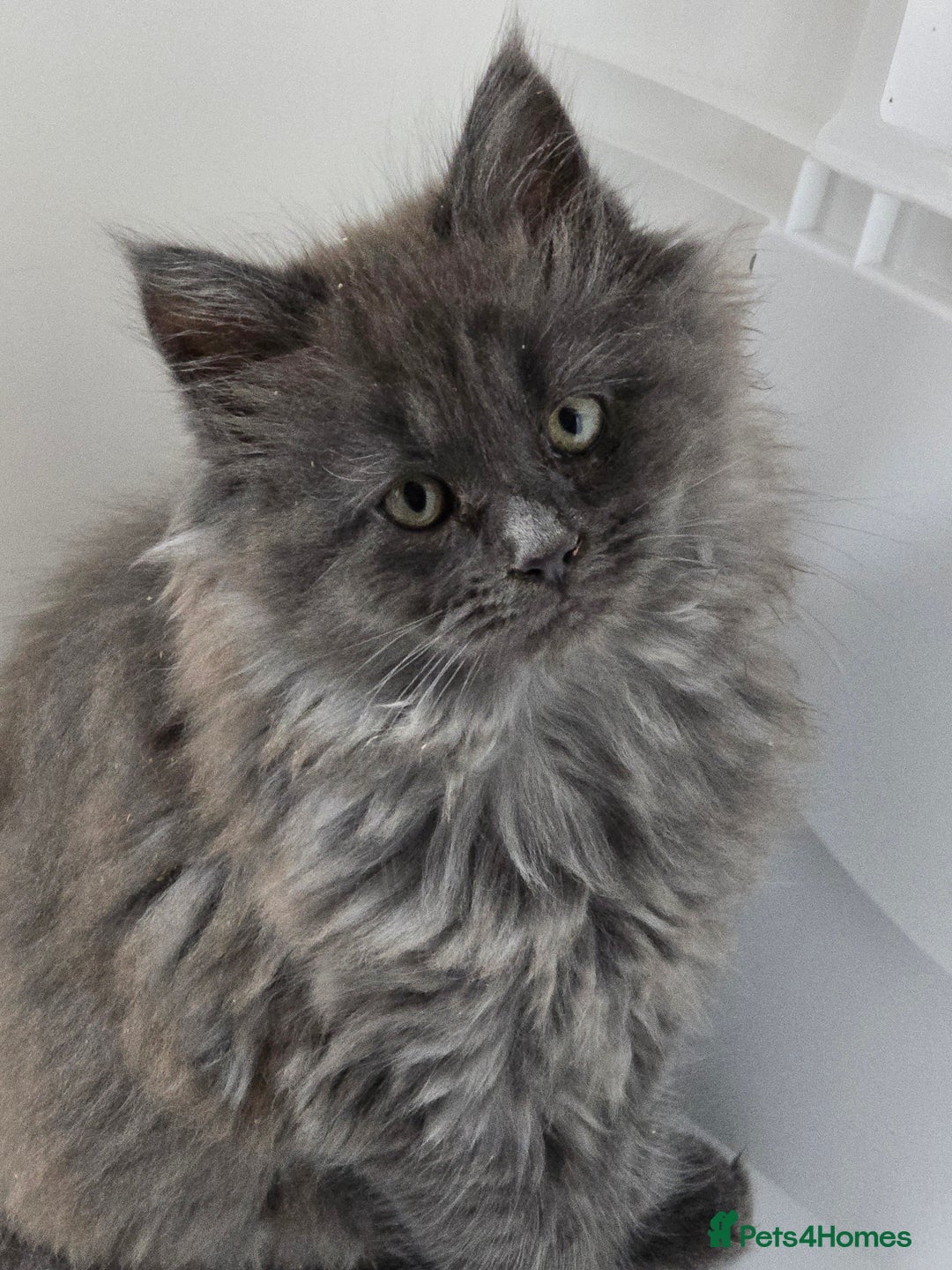 Maine Coon cats for sale: THREE LOVELY MAINE COON GIRLS AVAILABLE. - Advert 5