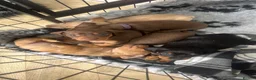 Miniature Dachshund dogs for sale: Chocolate and Tan KC Miniature Dachshund puppies - Advert 2