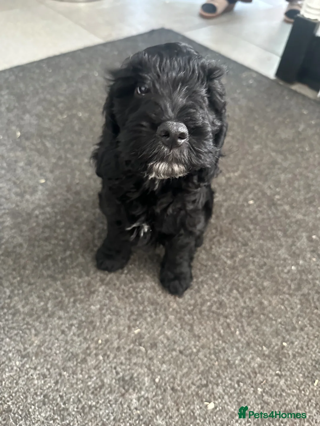 Cockapoo dogs for sale: Cockapoo puppies  - Advert 1
