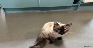Ragdoll cats - Advert 7