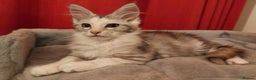 Maine Coon cats for sale: Stunning Maine Coon Kitten. Tica Reg. Tortie. - Advert 3