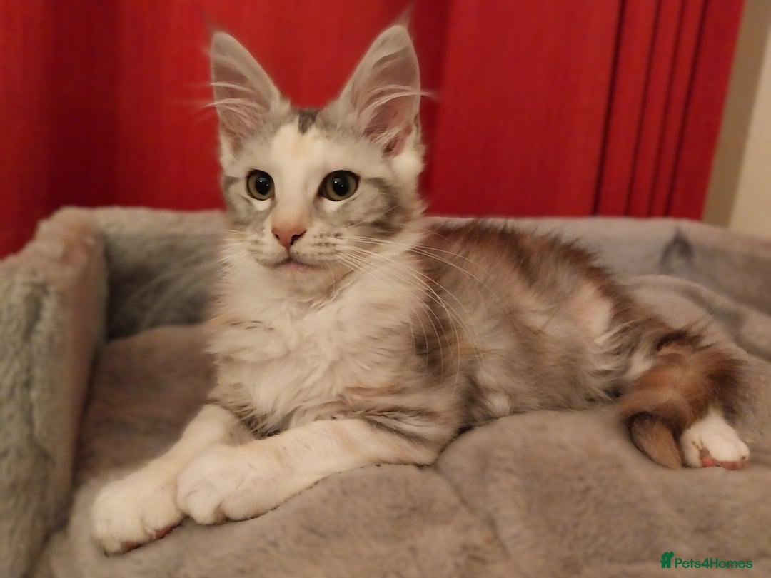 Maine Coon cats for sale: Stunning Maine Coon Kitten. Tica Reg. Tortie. - Advert 3