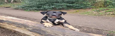 Mastiff 1