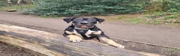 Mastiff dogs for sale: Mastiff Puppies for urgent rehome in Wirral - Advert 5