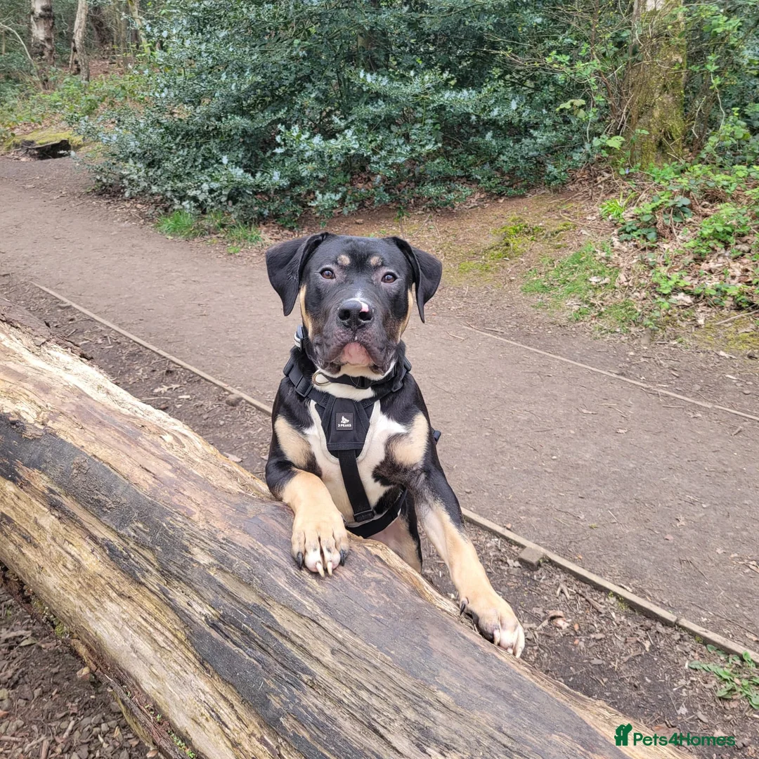 Mastiff dogs for sale: Mastiff Puppies for urgent rehome in Wirral - Advert 5