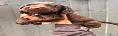Cocker Spaniel 2