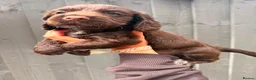 Cocker Spaniel dogs for sale: Quality health tested working cocker puppies - Advert 9