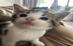 Bengal cats for sale: Half Bengal kittens   - Image 5