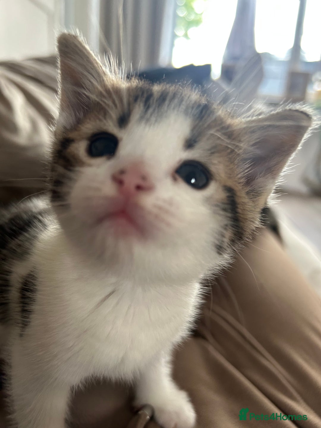 Bengal cats for sale: Half Bengal kittens   - Image 5