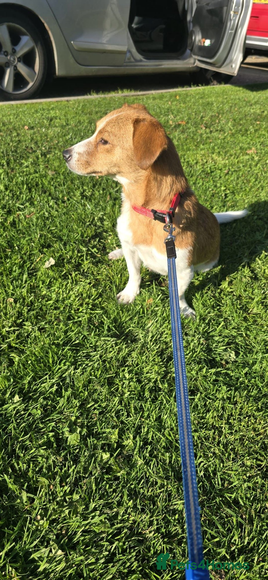 Mixed Breed dogs for adoption: Apricot  - Image 7