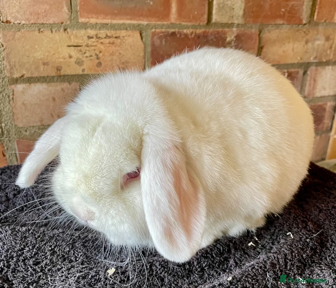 Mini Lop rabbits for sale: Mini lop adults for rehoming - Advert 6