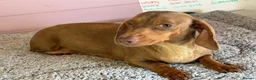Dachshund dogs for sale: 4 year old Heidi  - Advert 4