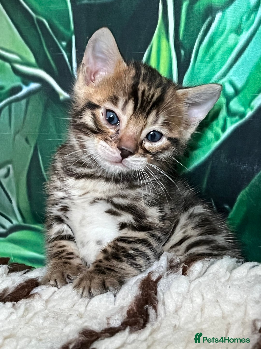 Bengal cats for sale: Tica registered baby Bengal Boys  - Image 15