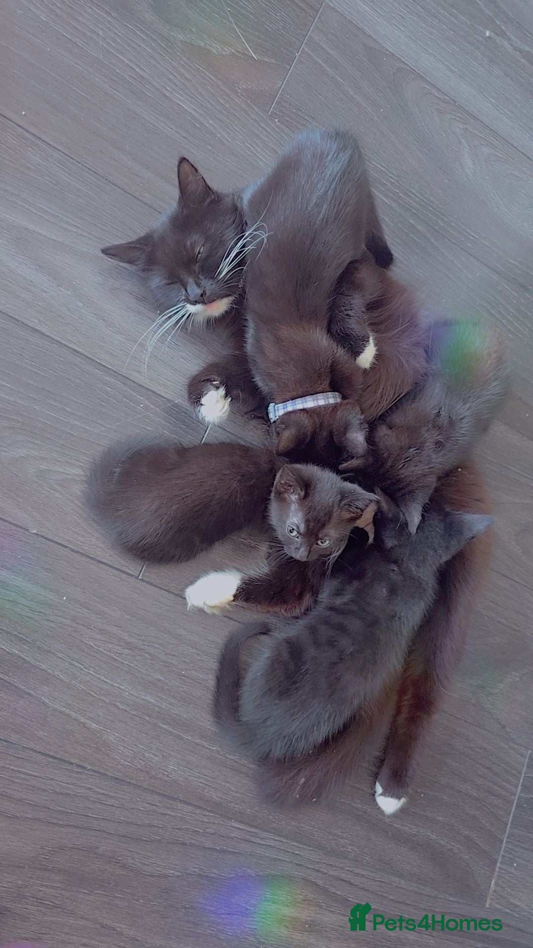 British Longhair cats Kittens for sale  - Advert 3