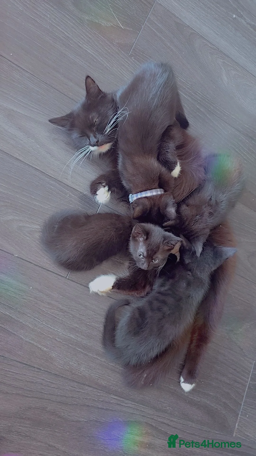 British Longhair cats for sale: Kittens for sale  - Advert 1
