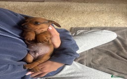 Miniature Dachshund dogs for sale: Miniature smoothed haired dachshund  - Image 16