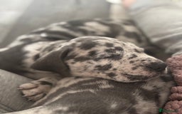 Great Dane dogs for sale: KC registered blue Great Dane puppies - Image 36