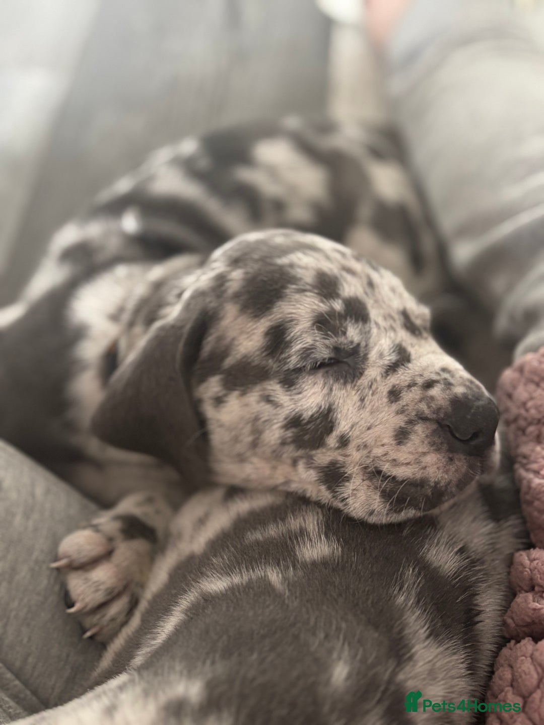 Great Dane dogs for sale: KC registered blue Great Dane puppies - Image 36