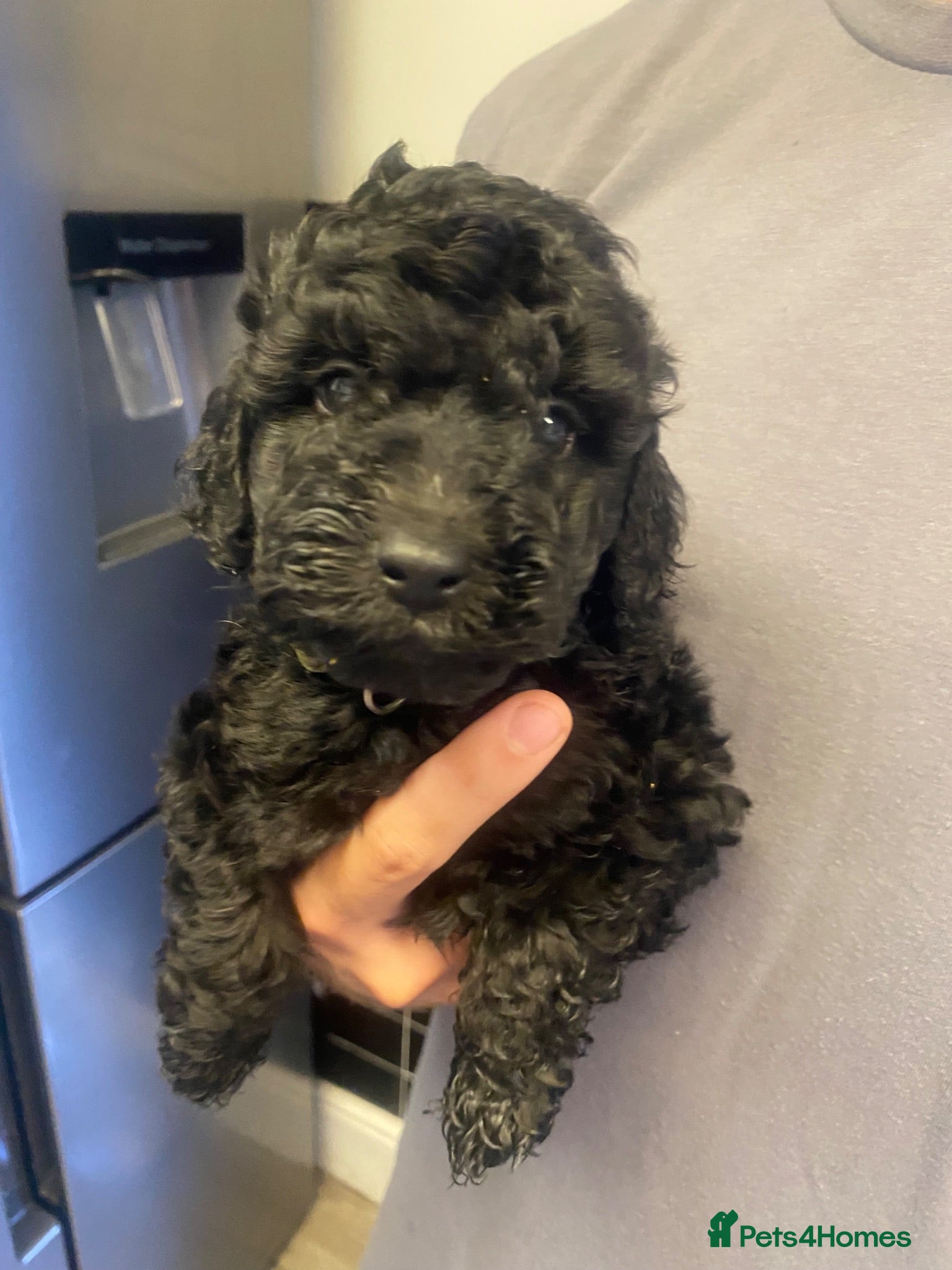 Cockapoo dogs Outstanding cockerpoo puppies  - Advert 1