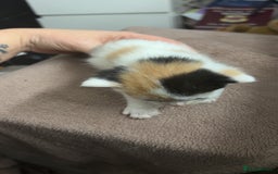Mixed Breed cats for sale: Stunning mixed litter of kittens - Image 6