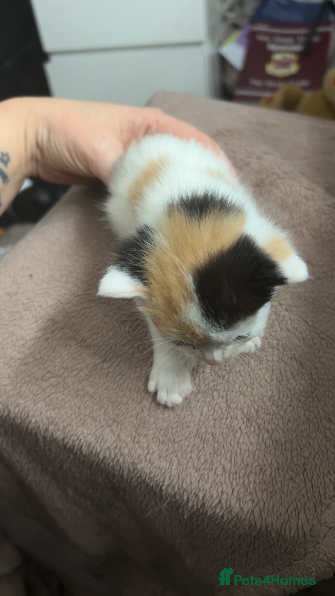 Mixed Breed cats for sale: Stunning mixed litter of kittens - Image 6