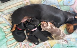 Miniature Dachshund dogs for sale: Beautiful miniature Dachshund  - Image 7