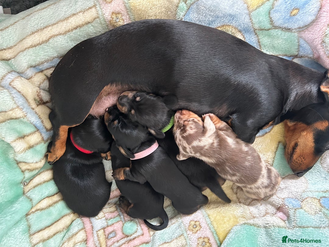 Miniature Dachshund dogs for sale: Beautiful miniature Dachshund  - Image 7