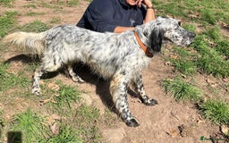 English Setter dogs for adoption: Nahi  - Image 6