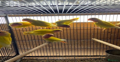 Lovebirds birds - Advert 15