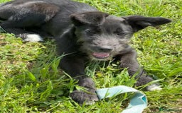 Mixed Breed dogs for adoption: TARMAC - a handsome young boy for a Loving Home - Image 17
