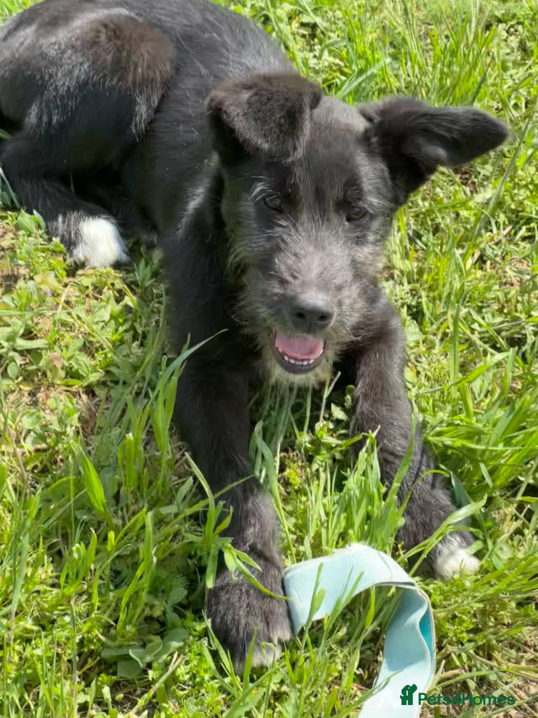 Mixed Breed dogs for adoption: TARMAC - a handsome young boy for a Loving Home - Image 17