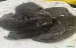 Mixed Breed cats for sale: Beautiful grey kittens  - Image 2