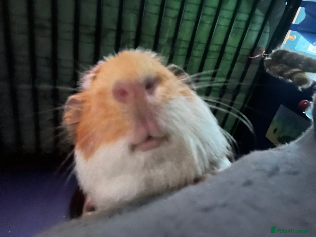 Guinea Pig rodents for sale: 2 male guinea pigs - Image 9