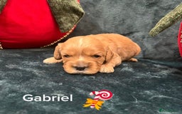 Cavapoo dogs for sale: ✨Beautiful Toy Cavapoo Puppies KC Reg parents✨ - Advert 11