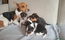 Jack Russell dogs for sale: Beautiful little Jack Girls  - Image 2