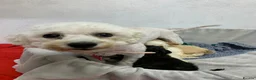 Poochon dogs for sale: F1 Toy Poochons  in Saint Austell - Advert 5