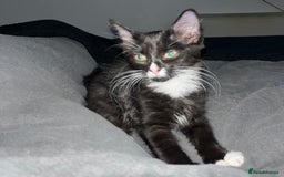 Mixed Breed cats for sale: Black male kitten for sale - Image 2