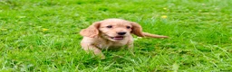 Cocker Spaniel dogs for sale: Gorgeous Golden Working Cocker Spaniels - Advert 10