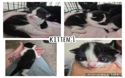 British Shorthair cats for sale: 2 adorable kittens - Image 1